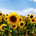 98f218434c3e8985b1af66e212d9