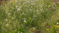 a77719af4605a239f7e71bfce09d