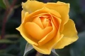 03953dba470fb622c7e22f5cdeea